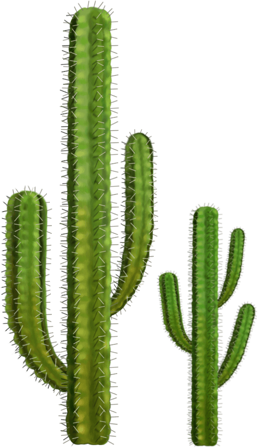 Dos Cactus